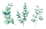 Fototapeta  - Watercolor hand painted botanical illustration. The branches and leaves of blue eucalyptus .Tropical elements isolated on white background for design in greenery .style.