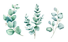 Watercolor Hand Painted Botanical Illustration. The Branches And Leaves Of Blue Eucalyptus .Tropical Elements Isolated On White Background For Design In Greenery .style.