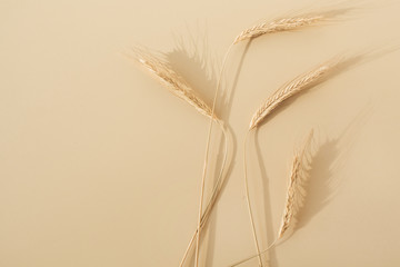 Wall Mural - Ears of rye, wheat on pastel beige background. Flat lay, top view minimal organic healthy raw food concept.