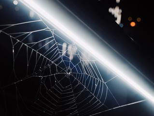spider web at night under neon light