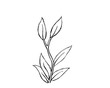 © Leiana - Simple rough black line drawing of a plant, vector illustration