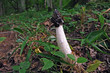 Common stinkhorn Phallus impudicus with flies. This penis shape mushroom is common in Europe and North America. It is used in folk medicine as aphrodisiac. Forest mushroom.
