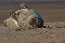 Cute Grey Seal Pup On The Lincolnshire Coast