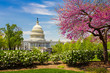 The US Capitol on a sunny spring day with cherry blossoms, Washington DC