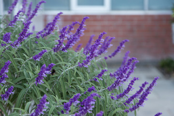 Mexican Bush Sage (Salvia leucantha)