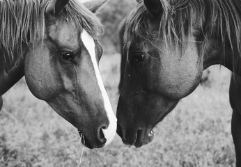  Rustic horse farm shows two mares in friendship close up.