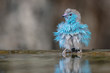 © Ed Peeters/Scopio - Gray and blue bird