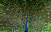 Macro Photography Of Green And Blue Peacock