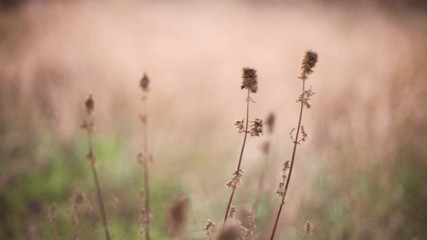 Canvas Print - Old brown dry flowers grow in autumn field in windy day