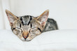 Cute funny sleeping little kitten. Young European Shorthair cat lying on white background, close up. Copy space. Mackerel tabby coat color.