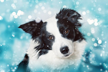 Cute Border Collie On Blue Christmas Background