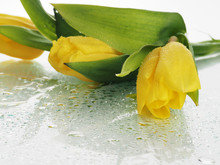 A Bouquet Of Yellow Tulips Lies On The Glass, Dripping Drops Of Water, Spray. Beautiful Postcard For Women's Day, Ready-made Design. Yellow Tulips With Water Drops. In Spring