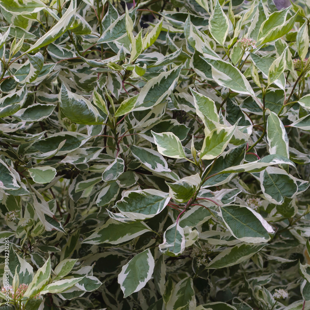 Cornus alba (red-barked, white or Siberian dogwood) is a species of ...