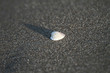 shell on sand beach in italian tirrenean coastline,Tuscany, Marina di Grosseto, Castiglione Della Pescaia, Italy