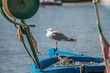 port boat ship seagull, Tuscany, Marina di Grosseto, Castiglione Della Pescaia, Italy