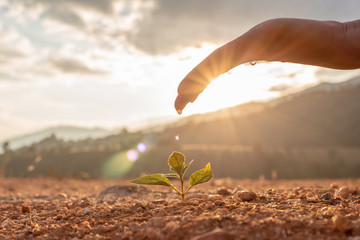 Hand nurturing and watering young baby plants growing in germination sequence on fertile soil at sunset background