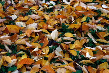 Wall Mural - Park in an autumn day