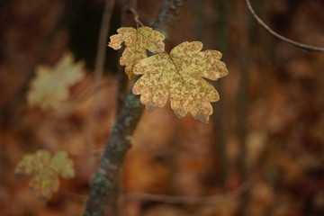 Dry yellow maple leaves on a tree branch. Autumn forest.