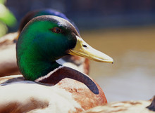 Mallard Duck 2