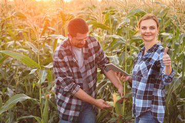 Wall Mural - Agricultural engineers working in field