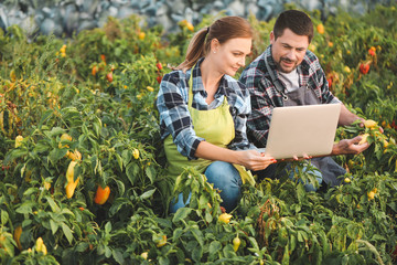 Wall Mural - Agricultural engineers working in field