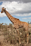 Fototapeta Zwierzęta - giraffe in the african national park
