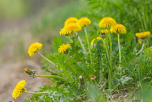 Plant Taraxacum Officinale At The Time Of Mass Flowering. Dandelion, Taraxacum Officinale, In Flower. 