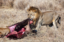 Male Lion Feeding On A Buffalo
