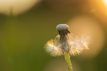 dandelion blowball (Taraxacum officinale) in the control sunlight against the background of the orange evening sky, close-up. Close-up view of a dandelion, blowball against the sunset.