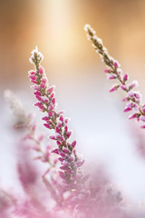 Frosted heather flowers in sunlight, winter in the garden