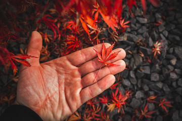 Wall Mural - Red brown Japanese maple leaf lying on a man's hand