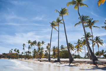 Wall Mural - palm tree on the beach