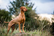 © Mint Images - Portrait of Vizla dog standing on a meadow.