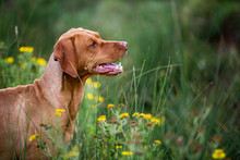 Portrait Of Vizla Dog Sitting On A Meadow.