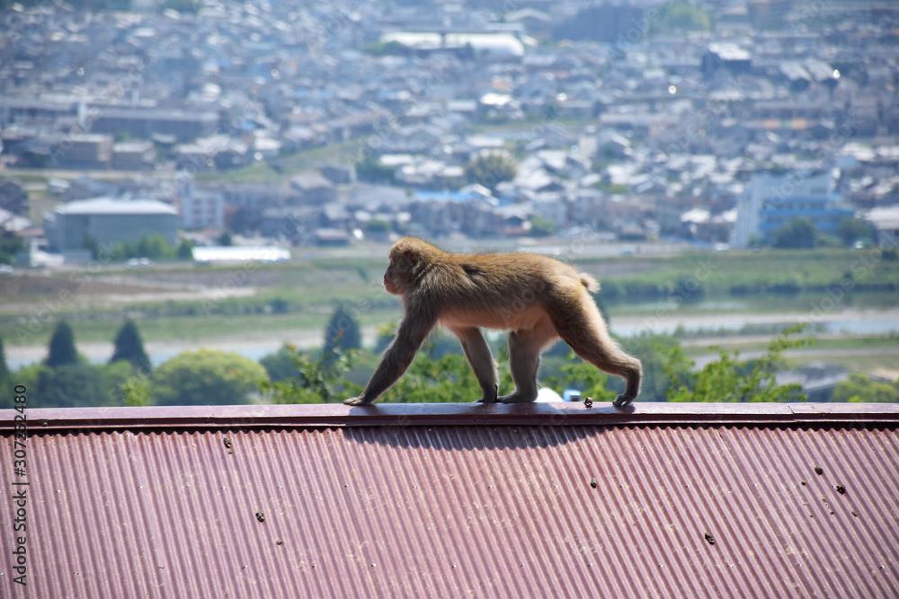Adult Japanese macaque (snow monkey, macaca fuscata) exploring the roof ...