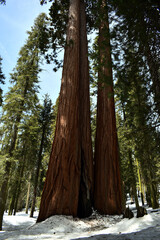 two giant redwood in mountains in snow