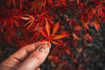 Wall Mural - Red-brown Japanese maple leaf is held up by two fingers