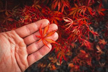 Wall Mural - Red brown Japanese maple leaf lying on a man's hand
