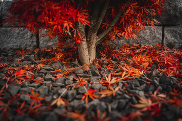Wall Mural - Red brown Japanese maple leaves lying on the ground