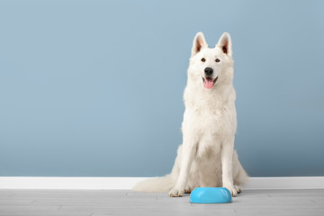 Cute funny dog and bowl with food near color wall