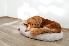Dog In A Pet Bed. Nova Scotia Duck Tolling Retriever At Home On A Soft Mattress