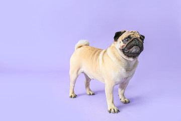 Cute pug dog on color background