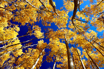 Canvas Print - a grove of golden aspens in the fall in summit county, colorado