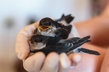 hand holding two baby swallows