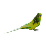 Fototapeta Łazienka - yellow-green male budgerigar on a white background