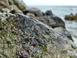 Algae on rock