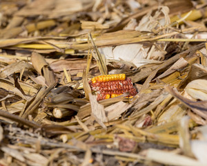 Wall Mural - Closeup of harvested cornfield with kernels on corn cob laying in cornstalk and husk trash after harvest