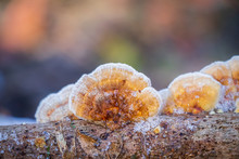 Orange Polypore Growing On A Tree Branch