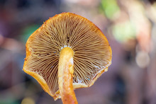 Close Up Of Pholiota Mushroom Gills