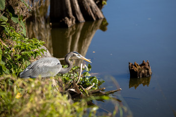 Wall Mural - great blue heron